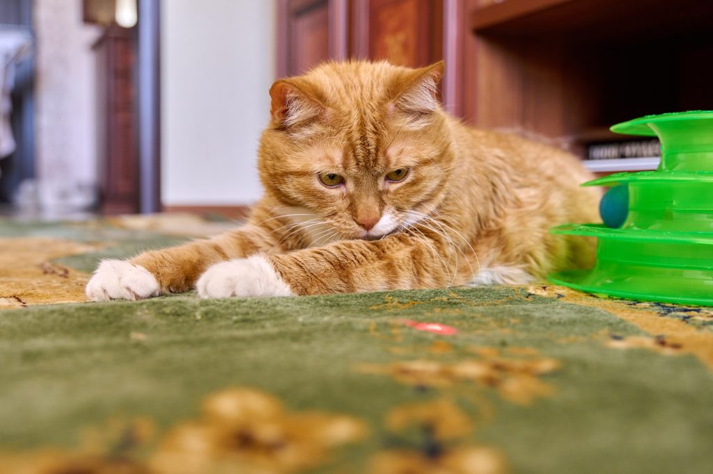 Close up funny big ginger cat pet lying on carpet at home