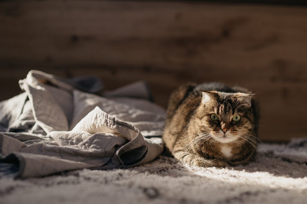 cute cat on the carpet at home watching into the camera, sunlight